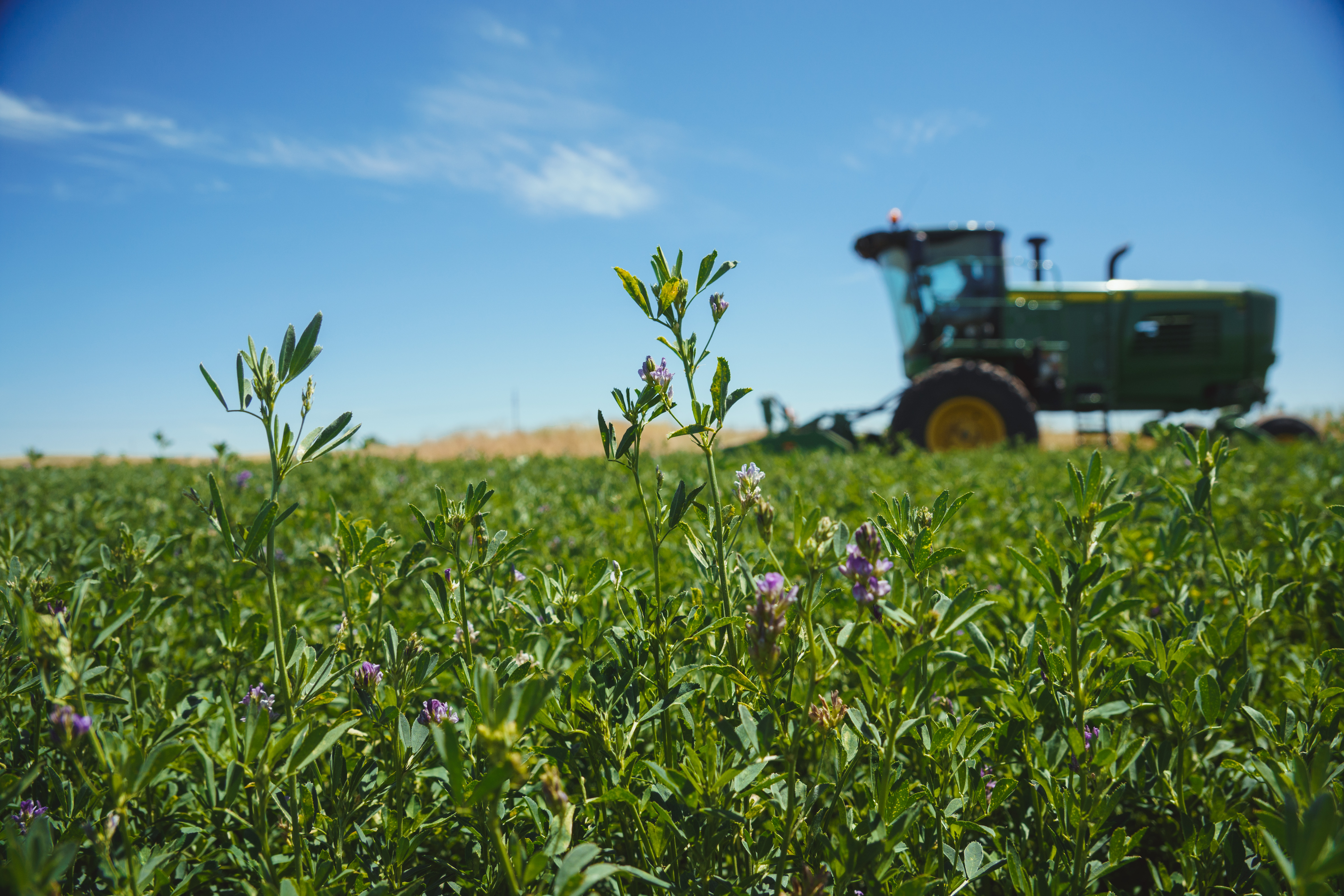 Premium Cattle & Horse Hay