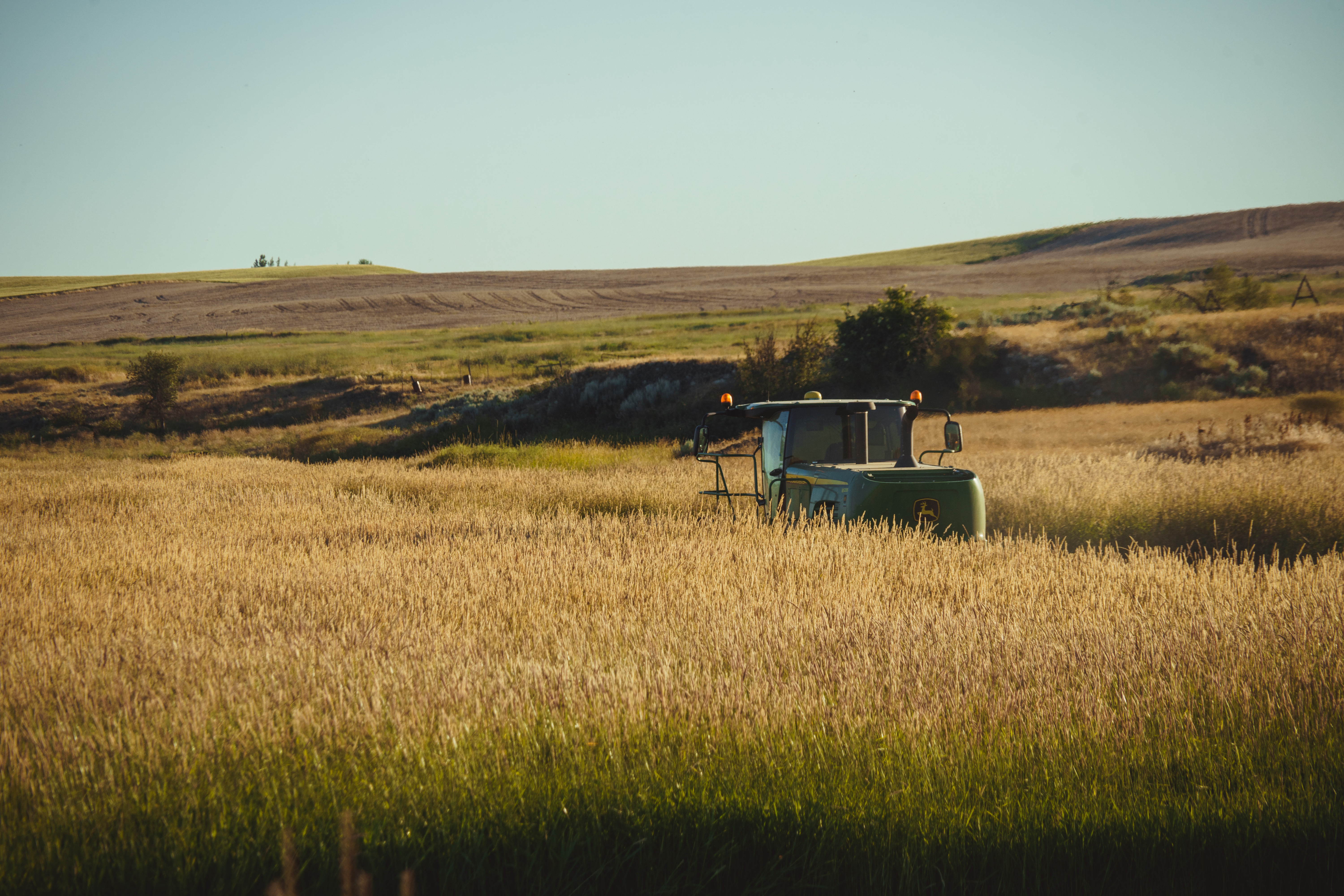 Timothy, Canary & Mixed Meadow Grass Hay